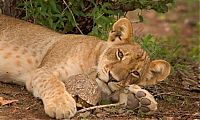 Fauna & Flora: tortoise survived a lion attack