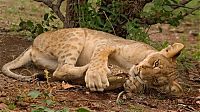 tortoise survived a lion attack