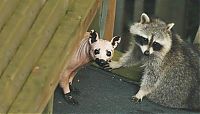 Fauna & Flora: bald racoon