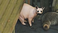 bald racoon