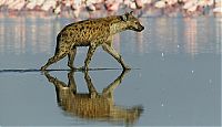 Fauna & Flora: hyena catches a flamingo