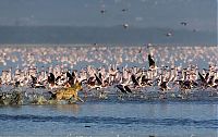 Fauna & Flora: hyena catches a flamingo