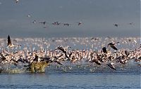 Fauna & Flora: hyena catches a flamingo