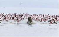 TopRq.com search results: hyena catches a flamingo