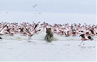 Fauna & Flora: hyena catches a flamingo