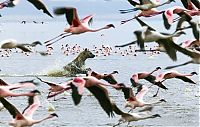 Fauna & Flora: hyena catches a flamingo