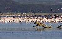 Fauna & Flora: hyena catches a flamingo