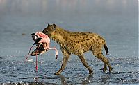 Fauna & Flora: hyena catches a flamingo