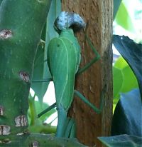 Fauna & Flora: newborn mantises