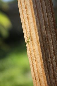 Fauna & Flora: newborn mantises