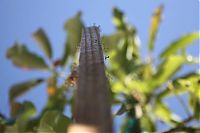 Fauna & Flora: newborn mantises