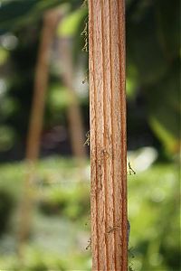 Fauna & Flora: newborn mantises