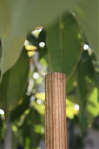 Fauna & Flora: newborn mantises