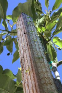 Fauna & Flora: newborn mantises