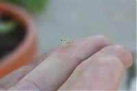 TopRq.com search results: newborn mantises