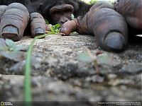 Animal and wildlife photography by National Geographic