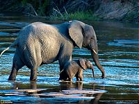 Fauna & Flora: Animal and wildlife photography by National Geographic