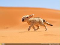 Animal and wildlife photography by National Geographic