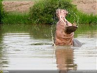 Animal and wildlife photography by National Geographic