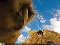 Fauna & Flora: Animal and wildlife photography by National Geographic