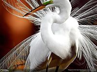 TopRq.com search results: Animal and wildlife photography by National Geographic