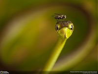 Fauna & Flora: Animal and wildlife photography by National Geographic