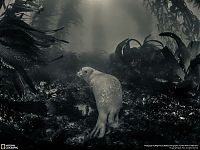 TopRq.com search results: Animal and wildlife photography by National Geographic