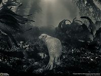 Fauna & Flora: Animal and wildlife photography by National Geographic