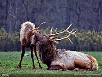 Animal and wildlife photography by National Geographic