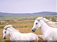 Fauna & Flora: Animal and wildlife photography by National Geographic