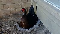 Fauna & Flora: duck laid eggs and made some ducklings