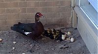 Fauna & Flora: duck laid eggs and made some ducklings