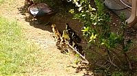 Fauna & Flora: duck laid eggs and made some ducklings