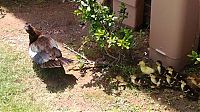 Fauna & Flora: duck laid eggs and made some ducklings