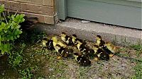TopRq.com search results: duck laid eggs and made some ducklings