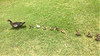Fauna & Flora: duck laid eggs and made some ducklings