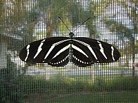 TopRq.com search results: breeding butterflies at home
