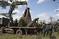 Fauna & Flora: Relocating elephants project, Kenya Wildlife Service