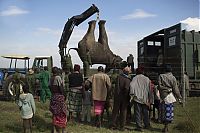 TopRq.com search results: Relocating elephants project, Kenya Wildlife Service