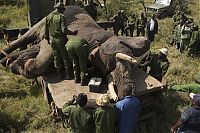 TopRq.com search results: Relocating elephants project, Kenya Wildlife Service