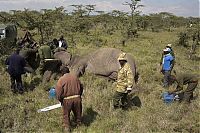 TopRq.com search results: Relocating elephants project, Kenya Wildlife Service