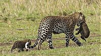 TopRq.com search results: mother leopard rescues her baby