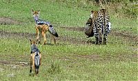 Fauna & Flora: mother leopard rescues her baby