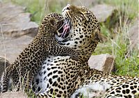 Fauna & Flora: mother leopard rescues her baby