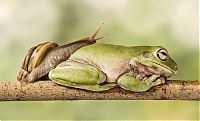 Fauna & Flora: snail over the sleeping frog