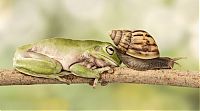 Fauna & Flora: snail over the sleeping frog