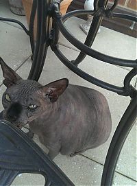 fat sphynx cat