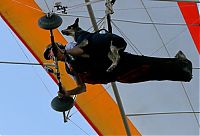 Shadow, the paragliding dog