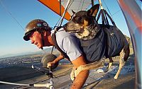 Shadow, the paragliding dog