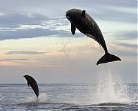 Fauna & Flora: orca and dolphin